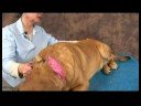 Köpek Omuz Artrit İçin Akupunktur : Artrit İçin Köpek Masaj: Mesane Meridian