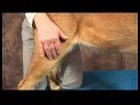 Köpek Omuz Artrit İçin Akupunktur : Köpek Omuz Artrit İçin Akupunktur: Yang Bahar Mezar