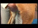 Köpek Omuz Artrit İçin Akupunktur : Omuz Artrit İçin Köpek Akupunktur: Orta Komisyonu 