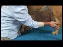 Romatizmalı Köpekler İçin Akupunktur : Büyük Dökme Köpek Akupunktur Noktası