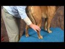 Romatizmalı Köpekler İçin Akupunktur : Kunlun Dağları Köpek Akupunktur Noktası