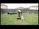 Temel Köpek Eğitim İpuçları : Bir Köpek Bir Kutu Üzerinde Oturmak Eğitimi 