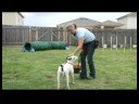 Temel Köpek Eğitim İpuçları : Eğitim İşyerleri Köpek 