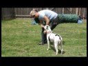Temel Köpek Eğitim İpuçları : Kullanarak Köpek Eğitim Davranır 