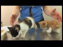 Yavru Kedi Bakımı : Yavru Kedi Oynamak Davranış 