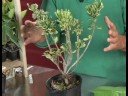 Artan İhtiyaçlarını : Pittosporum Bitkiler Alacalı Büyüyen\ Bitkileri Resim 3