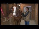 At Masaj Değerlendirme: At Masaj İçin Yaralanmaları Değerlendirilmesi Resim 3