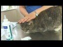 Kedi Bakım İpuçları : Kedi Bakım: Diş Fırçalama  Resim 3
