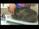 Kedi Bakım İpuçları: Kedi Damat: Dökülme Resim 3