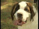 Köpek Çeviklik Eğitim Temelleri : En İyi Köpek Çeviklik Eğitim İçin Doğurmak  Resim 3