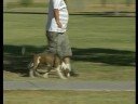 Köpek Çeviklik Eğitim Temelleri : Köpek Çeviklik Eğitim Önlemleri Resim 3