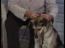 Köpek Eğitim Tasmaları Ve Tasmalar : Nazik Lider Köpek Tasmaları Resim 3