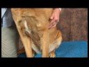 Köpek Omuz Artrit İçin Akupunktur : Köpek Omuz Artrit İçin Akupunktur: Çarpık Havuzu Resim 3