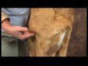 Köpek Omuz Artrit İçin Akupunktur : Köpek Omuz Artrit İçin Akupunktur: Omuz Dikiş Geri  Resim 3