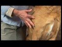 Köpek Omuz Artrit İçin Akupunktur : Köpek Omuz Artrit İçin Akupunktur: Ön Omuz Dikiş Resim 3