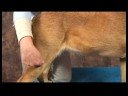 Köpek Omuz Artrit İçin Akupunktur : Köpek Omuz Artrit İçin Akupunktur: Yang Bahar Mezar Resim 3