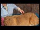 Köpek Omuz Artrit İçin Akupunktur : Omuz Artrit İçin Köpek Akupunktur: Böbrek\'s Hollow Resim 3