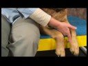 Köpek Omuz Artrit İçin Akupunktur : Omuz Artrit İçin Köpek Akupunktur: Valley Katılmadan  Resim 3