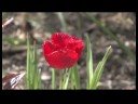 Nasıl Çiçek Açmış Bahar Çiçekleri Tanımlamak İçin : Bordo Dantel Lale Resim 3