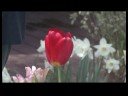 Nasıl Çiçek Açmış Bahar Çiçekleri Tanımlamak İçin : Kırmızı Parade Lale Resim 3