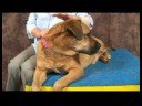 Omuz Artrit İçin Acupressure Köpek: Bir Köpek Acupressure Oturumunu Bitirme Resim 3