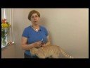 Ortak Kedi Sağlık Problem: Kedi Kalp Hastalıkları Resim 3