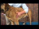 Romatizmalı Köpekler İçin Akupunktur : Akupunktur Noktaları Bulma Köpek Resim 3