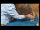 Romatizmalı Köpekler İçin Akupunktur : Büyük Dökme Köpek Akupunktur Noktası Resim 3