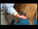 Romatizmalı Köpekler İçin Akupunktur : Kilometre Koşmak Üç Köpek Akupunktur Noktası Resim 3
