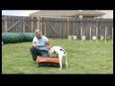 Temel Köpek Eğitim İpuçları : Bir Köpek Bir Kutu Üzerinde Oturmak Eğitimi  Resim 3