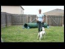 Temel Köpek Eğitim İpuçları : Bir Tasma Üzerinde Yürümek İçin Bir Köpek Öğretmek  Resim 3