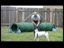 Temel Köpek Eğitim İpuçları : Kazanmak Bir Köpek\'nın Güven: Köpek Eğitim İpuçları Resim 3