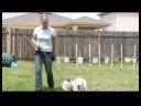 Temel Köpek Eğitim İpuçları : Köpek Tasma Eğitimi Resim 3