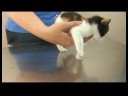 Yavru Kedi Bakımı : Yavru Kediler Pire Kaldırma  Resim 3