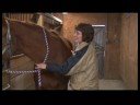 At Masaj Değerlendirme: At Masaj İçin Yaralanmaları Değerlendirilmesi Resim 4