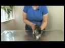 Kedi Bakım İpuçları : Kedi Bakım: Kontrol Tırnaklar Resim 4