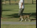 Köpek Çeviklik Eğitim Temelleri : Köpek Çeviklik Köpekler İçin Eğitim Faydaları  Resim 4