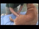 Köpek Masajı : Esneklik İçin Köpek Masaj  Resim 4