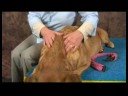 Köpek Omuz Artrit İçin Akupunktur : Artrit İçin Köpek Masaj: Boyun Masaj Resim 4