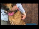 Köpek Omuz Artrit İçin Akupunktur : Köpek Omuz Artrit İçin Akupunktur: kürek kemiği\'s Hollow Resim 4