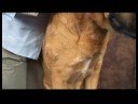 Köpek Omuz Artrit İçin Akupunktur : Köpek Omuz Artrit İçin Akupunktur: Omuz Dikiş Geri  Resim 4
