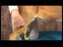 Köpek Omuz Artrit İçin Akupunktur : Köpek Omuz Artrit İçin Akupunktur: Yang Bahar Mezar Resim 4