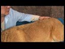 Köpek Omuz Artrit İçin Akupunktur : Omuz Artrit İçin Köpek Akupunktur: Böbrek\'s Hollow Resim 4