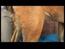 Köpek Omuz Artrit İçin Akupunktur : Omuz Artrit İçin Köpek Akupunktur: Orta Komisyonu  Resim 4