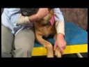 Köpek Omuz Artrit İçin Akupunktur : Omuz Artrit İçin Köpek Akupunktur: Valley Katılmadan  Resim 4