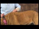 Köpek Omuz Artrit İçin Akupunktur : Omuz Artrit İçin Köpek Masaj: Omuz Masaj Resim 4