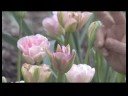 Nasıl Çiçek Açmış Bahar Çiçekleri Tanımlamak İçin : Grönland Lale Resim 4
