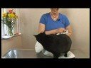 Ortak Kedi Sağlık Sorunları : Taşıma Yaralı Kediler Resim 4