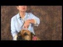 Romatizmalı Köpekler İçin Akupunktur : Akupunktur Köpek Parmak Konumlandırma Resim 4