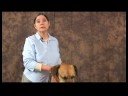 Romatizmalı Köpekler İçin Akupunktur : Akupunktur Köpek Temelleri Resim 4